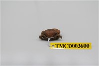 藏品(牧氏毛粒蟹)的圖片